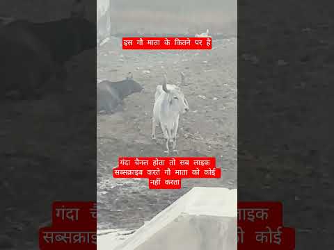 इस गौ माता के कितने पर है #100millon #motivation #13million #cow #gaumata #motivational
