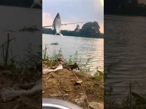 Câu cá mồi cám tự nhiên Bình Dương