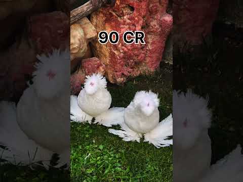 125 CR🕊☠️🦁❤ kabutar3.5 #hindisong #love #pigeon #kabutar #kabootar #birds #shorts #subscribe