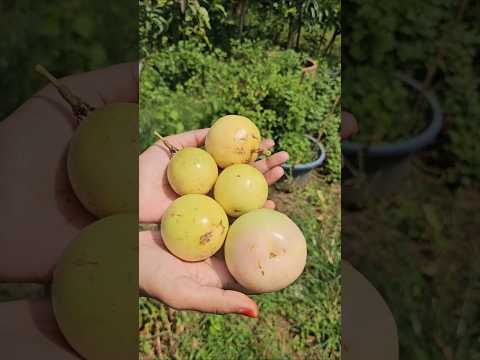 passion <strong>fruits</strong> harvesting #passionfruit #mygarden #gardening #shorts #viralvideo