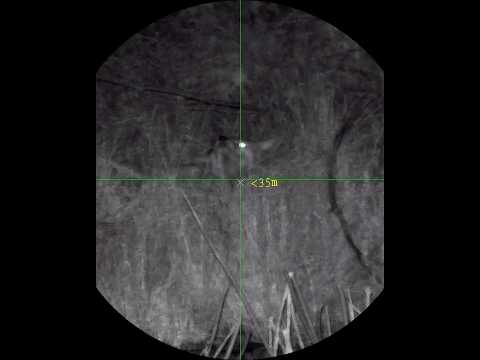 Fox Laying Down In The Grass | PARD DS35-70 | Ruger Precision 22LR