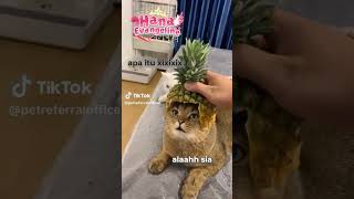 DEMI WHISKAS #shorts