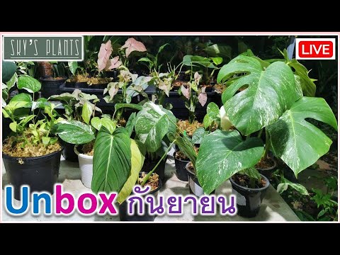 unbox-ต้นไม้-เดือนกันยายน-ไม้ด unbox-ต้นไม้-เดือนกันยายน-ไม้ด