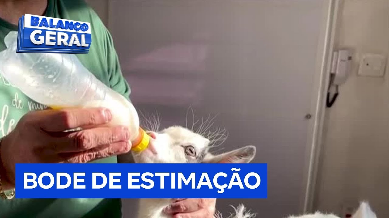 Roupinha e mamadeira família cria filhote de bode como pet especial no interior de São Paulo