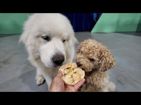ホルンとめこちに犬用ピザーラをあげました。しかしこれ、楽しい撮影だったのにも関わらず音声が撮れていなかったんです。どうしようかと一生懸命考えた結果、黒田はひとつの答えに辿り着きます。さて、どのよ文字数
