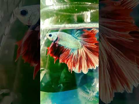 Betta fish hunting mosquito larvae — nature’s tiny predator in action! 🐟🦟 #bettafish #bettafishtank