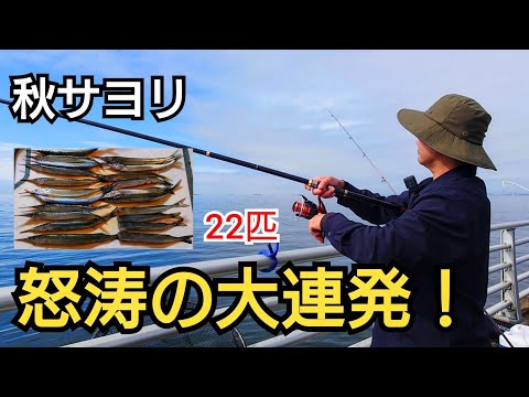 【爆釣】秋のサヨリシーズン、投げてゆっくり巻くだけで釣れる!堤防から怒涛の大連発!