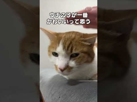 猫の動画サムネイル - 「飼い主が猫バカだと思うこと３選」猫あるあるソング