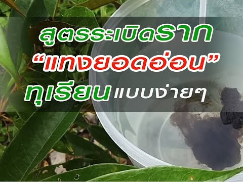 #สูตรระเบิดรากแทงยอดอ่อนทุเรีย #สูตรระเบิดรากแทงยอดอ่อนทุเรีย