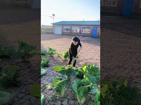 Harvest Homegrown Cabbage Thriving In Red <strong>Brick</strong> Cracks !