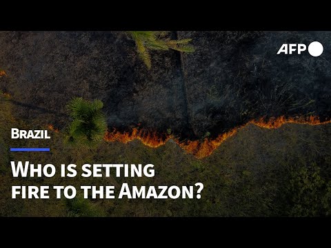 Brazil: who is setting fire to the Amazon?