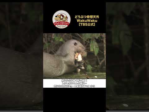 アマゾンに暮らすオオカワウソの豪快な食事シーン！【どうぶつ奇想天外／WAKUWAKU】