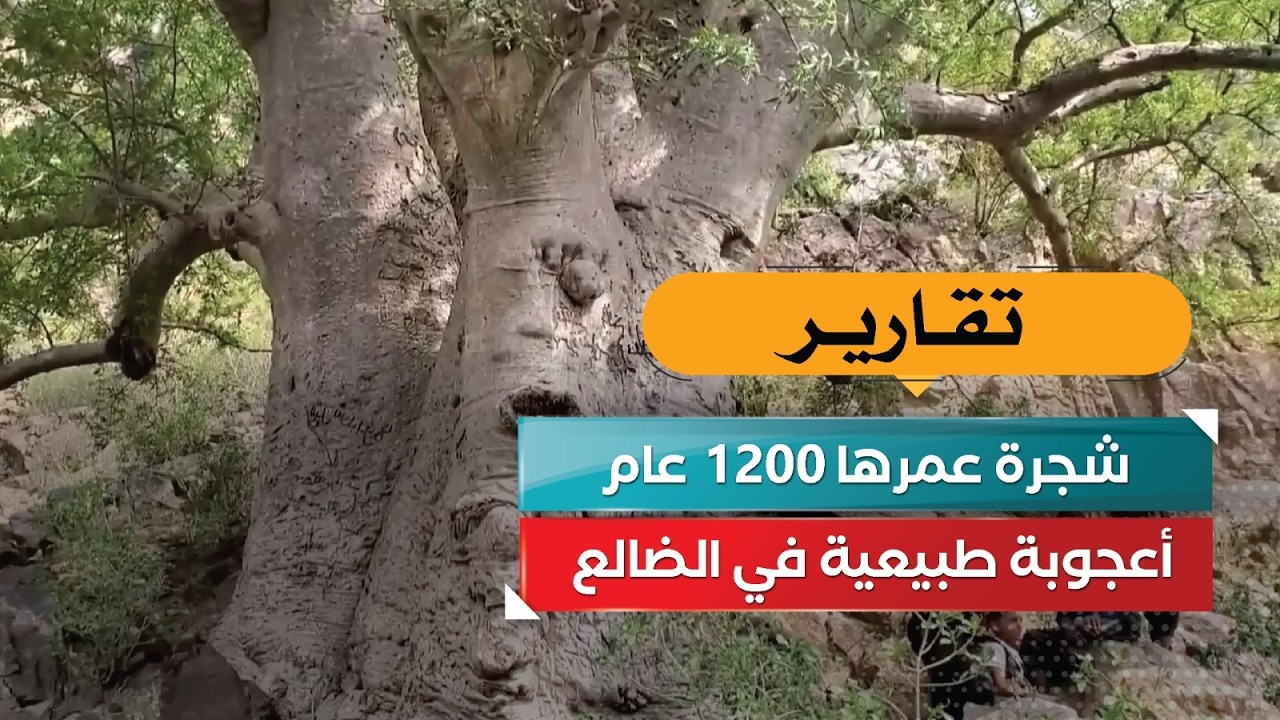 قناة السعيدة