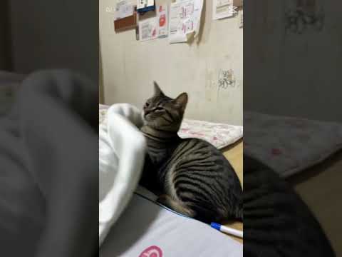 #猫#かわいい猫