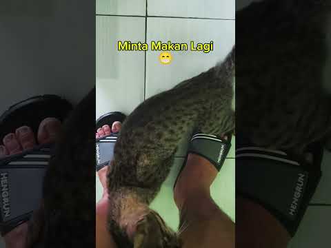 kucing pingin makan #cat #funnycats