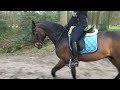 Allround paard Jalysco St.hubertushoeve