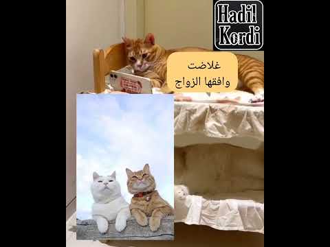 حتى القطط لديها مشاكل زوجية 🤣🤣🤣