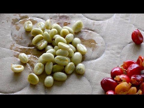 2019 Coffee Crop Update - Planting Coffee Seeds