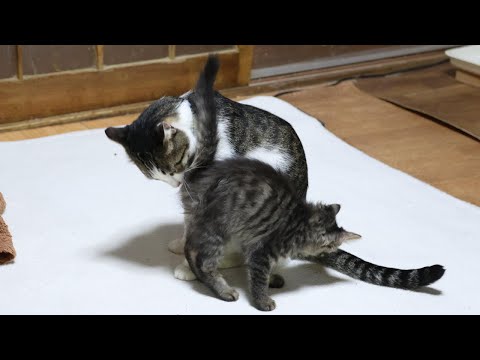 猫の動画サムネイル - さばじろうと子猫　250721