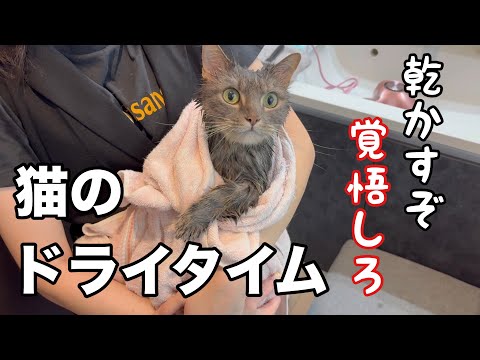 猫の動画サムネイル - 【超難関】これから猫を乾かします。ドライヤーを当てると...