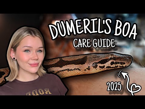 Everything You NEED To Know About Dumeril's Boas... | Careguide 2025