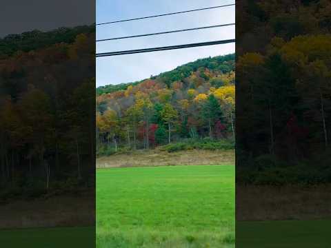 As we get closer to #WatkinsGlenStatePark, I feel more of the #autumnvibes #travel #nature #roadtrip