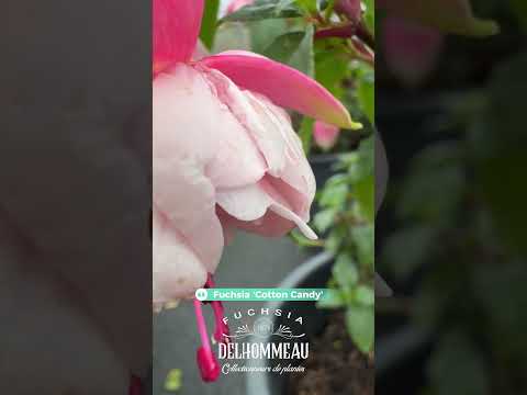 ✨🤍 « Cotton Candy » : le fuchsia blanc double qui illumine vos suspensions #fuchsiaflower #jardin