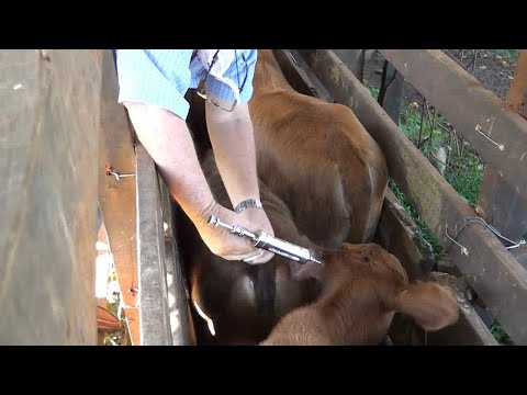 Éxito total en la campaña de vacunación del primer periodo en ganado bovino y bufalino en Itapúa