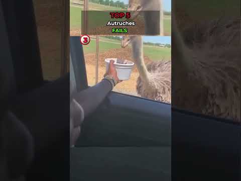 💥Top 5 😂 Fails d’Autruches 😂 | Animaux Marrants
