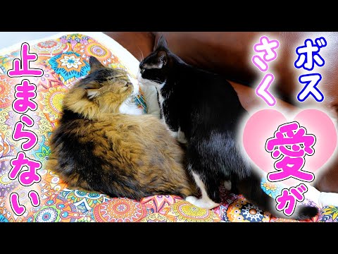 さくらは本当にボスパパの事が大好きなんだね🥰　　パパよりも‥