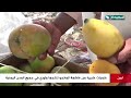 كميات كبيرة من فاكهة المانجو تنتجها أبين توزع في جميع المدن اليمنية