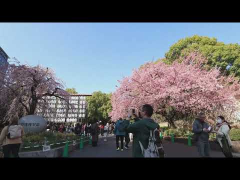 Comenzó la temporada de sakura o cerezos en Japón, más temprano de lo habitual