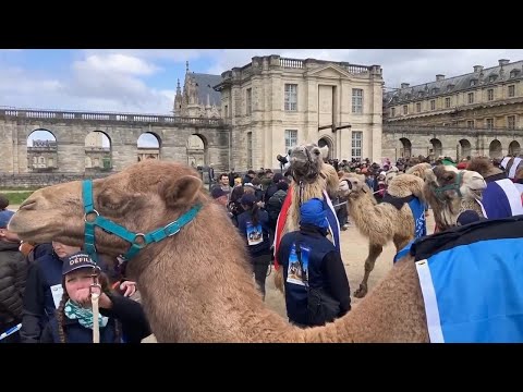 Parade of camelids outside the Chateau de Vincennes in France
