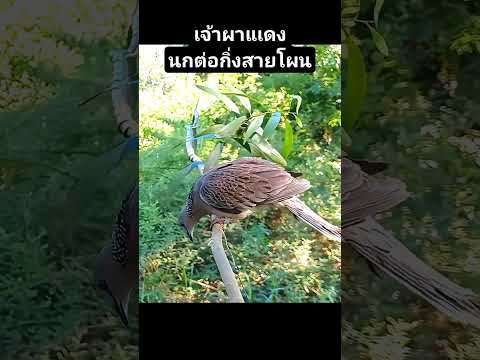 tekukurthailandนกต่อกิ่งสายโผ