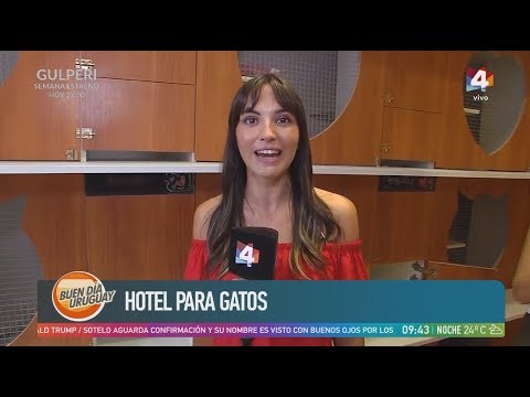 Buen día Uruguay - Hotel para gatos
