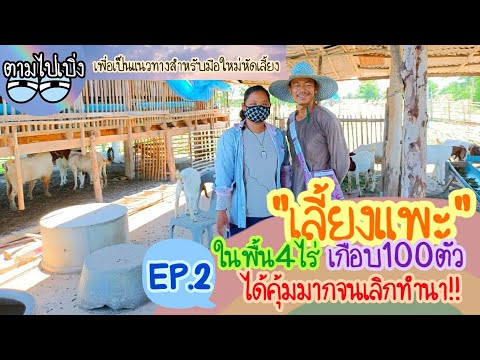เลี้ยงแพะในพื้น4ไร่-เกือบ100ตั เลี้ยงแพะในพื้น4ไร่-เกือบ100ตั