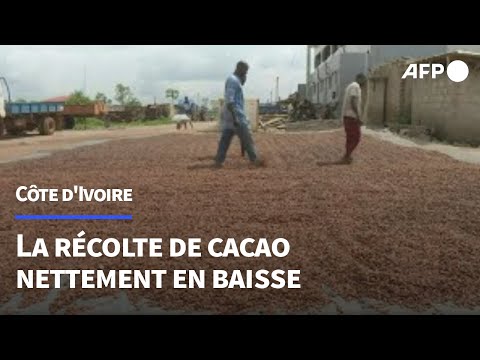 Côte d'Ivoire: peur sur la récolte de cacao après de trop fortes pluies | AFP