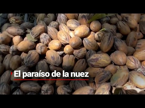 #NuestroMéxico | Aquí sí hay de nuez y con mucho corazón norteño