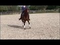 Dressage horse Elite sport merrie te koop