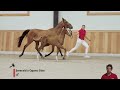 Show jumping horse EUROSPORT HSA Z