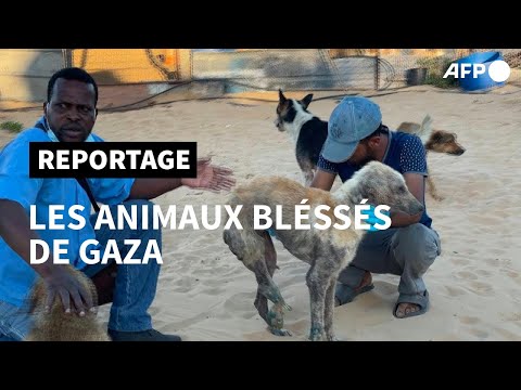 A Gaza, le trauma des animaux | AFP