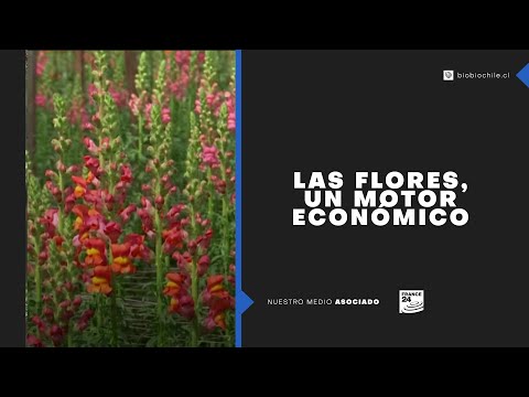 Las flores colombianas, un éxito mundial acentuado por el Covid-19