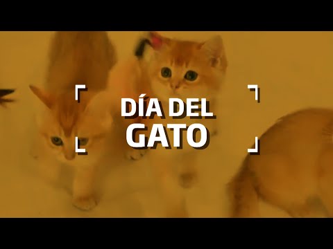 Día internacional de gato