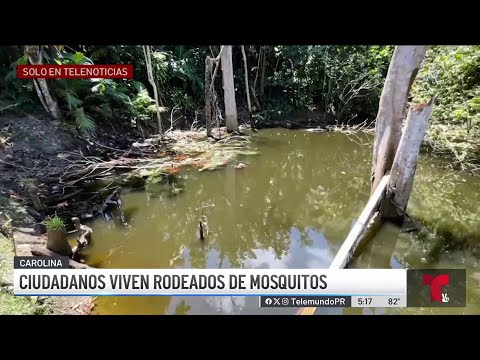 Acumulación de agua: denuncian criadero de mosquitos en Carolina