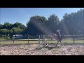 Dressurpony Dressuur pony met veel kwaliteit paard gefokt