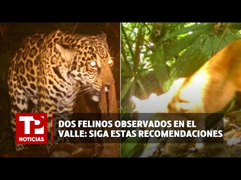 Dos felinos observados en el Valle: Siga estas recomendaciones I07.03.2024I TP Noticias