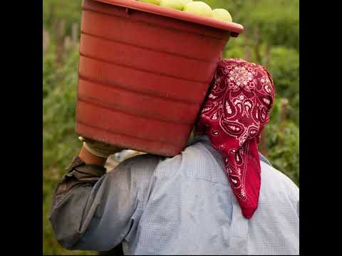 Radio Periférica | De la universidad al campo: el aterrizaje laboral de los inmigrantes con estudios