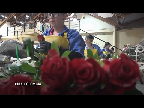 Mercado de flores en Colombia no quiere marchitarse, apuesta por San Valentín en EEUU