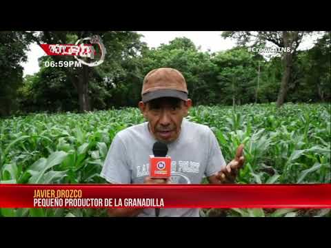 Productores de Nandaime contentos y agradecidos por el buen invierno – Nicaragua