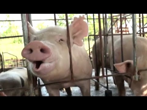 Sector porcicultores incrementa un 7% en Nicaragua